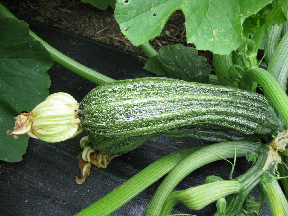 SQUASH 'Costata Romanesco'