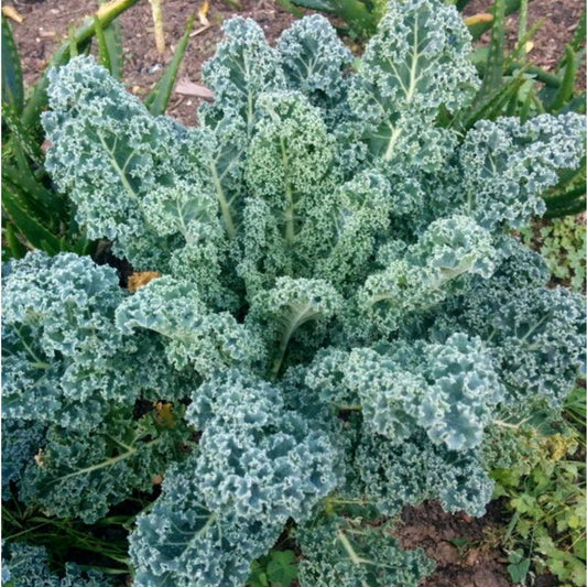KALE 'Dwarf Blue Curled Scotch'