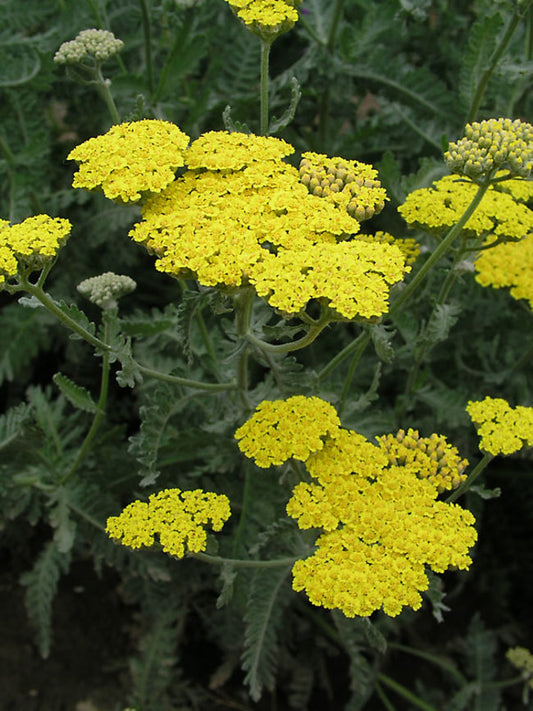Achillea millefolium --Moonshine Yarrow--