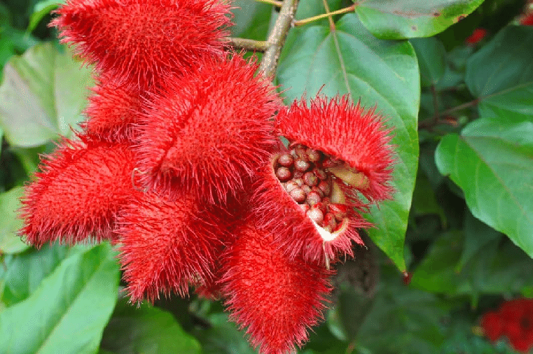 ANNATTO --Bixa orellana--