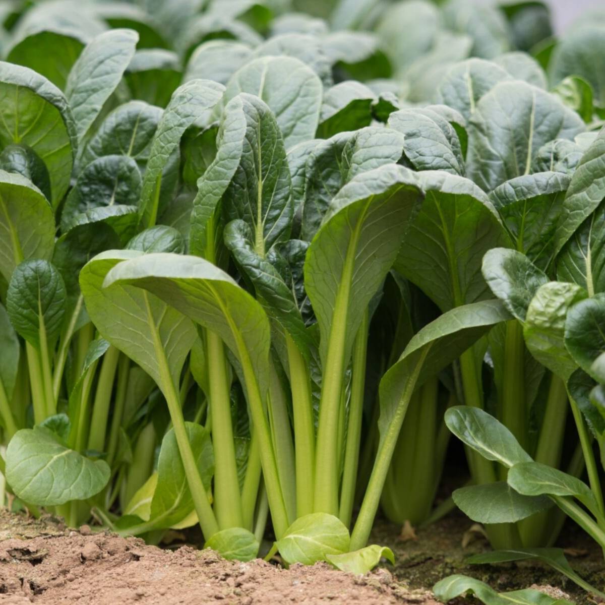 ASIAN GREENS 'Komatsuna'