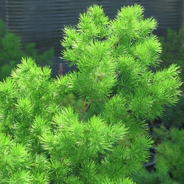 Asparagus myriocladus --Ming Fern--