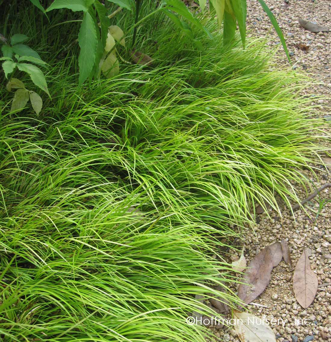 Acorus gramineus 'Minimus Aureus' --Dwarf Golden Sedge--