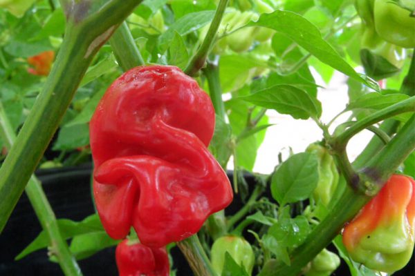 PEPPER 'Ají Chombo'