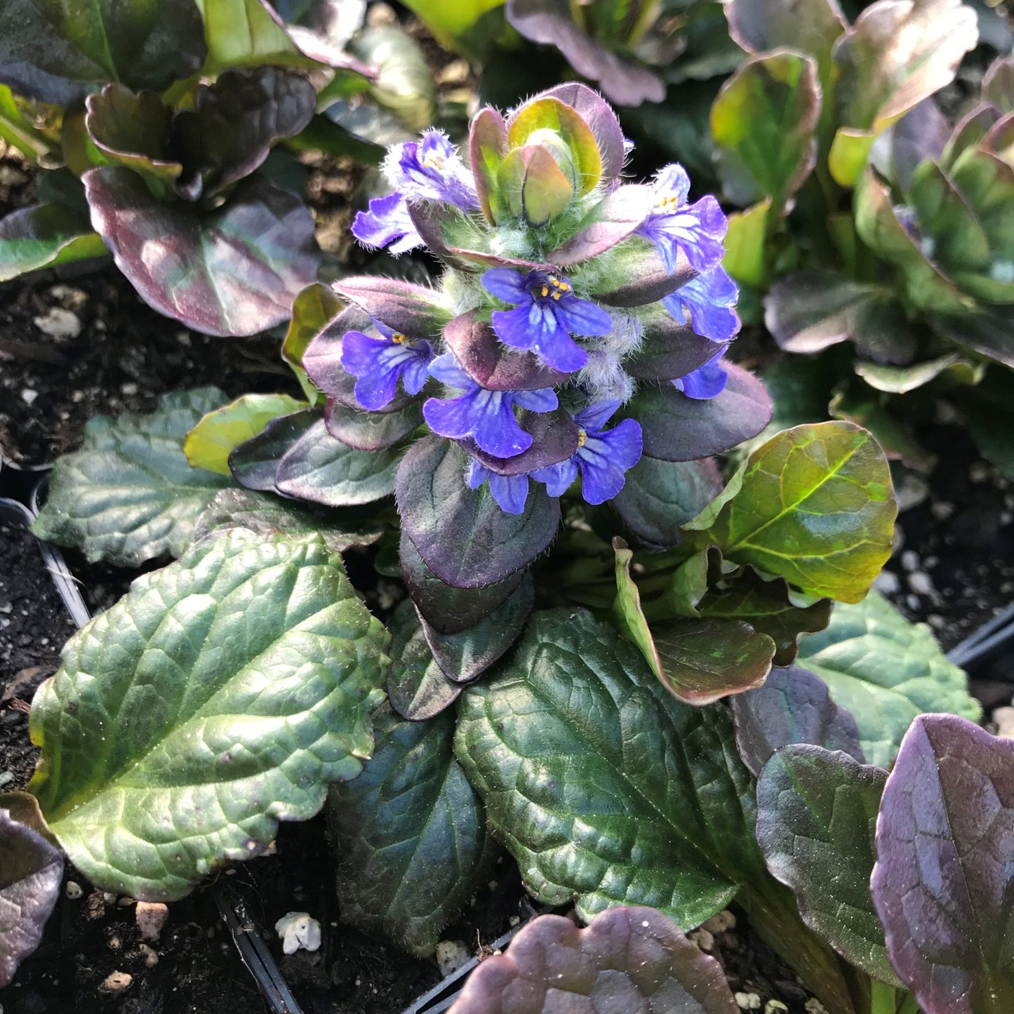 Ajuga Reptans --Catlin's Giant Bugleweed--