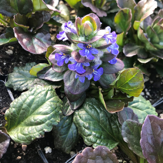 Ajuga Reptans --Catlin's Giant Bugleweed--