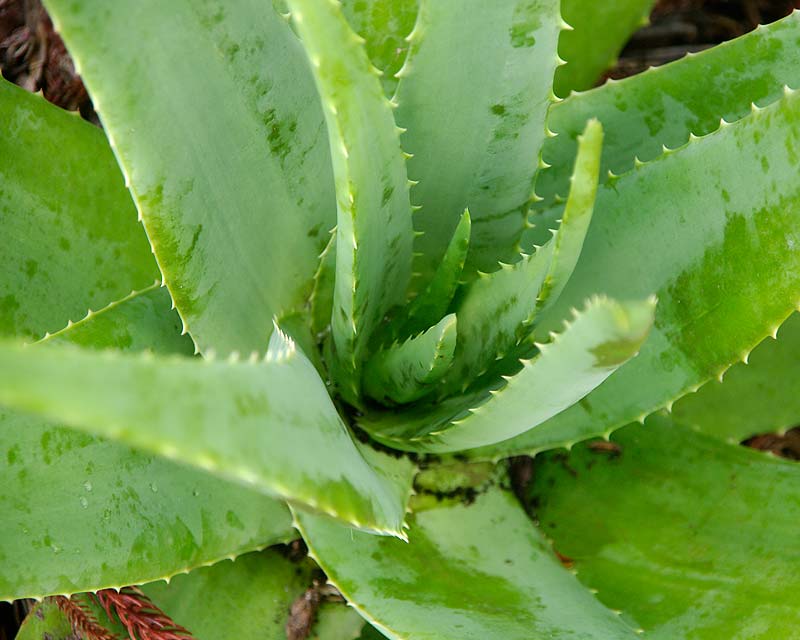 poisonous aloe vera plant images ALOE VERA 'Large-Leaf' --Aloe barbadensis--