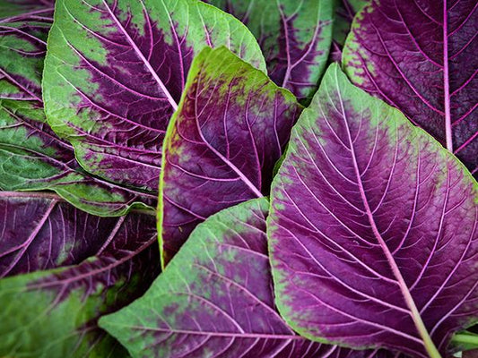 AMARANTH 'Chinese Multicolor'