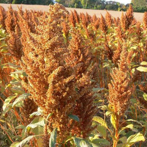 AMARANTH 'Golden Giant'