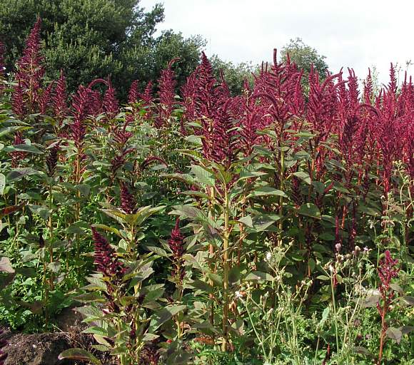 AMARANTH 'Pygmy Torch'