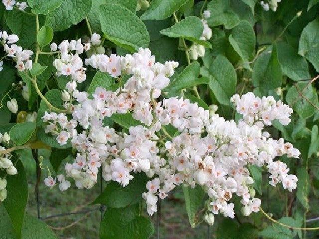 Antigonon leptopus 'Alba' --White Coral Vine--