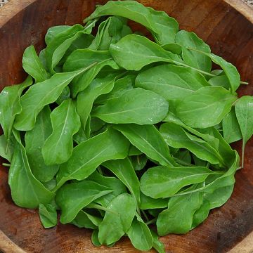 ARUGULA 'Astro' --Eruca vesicaria--