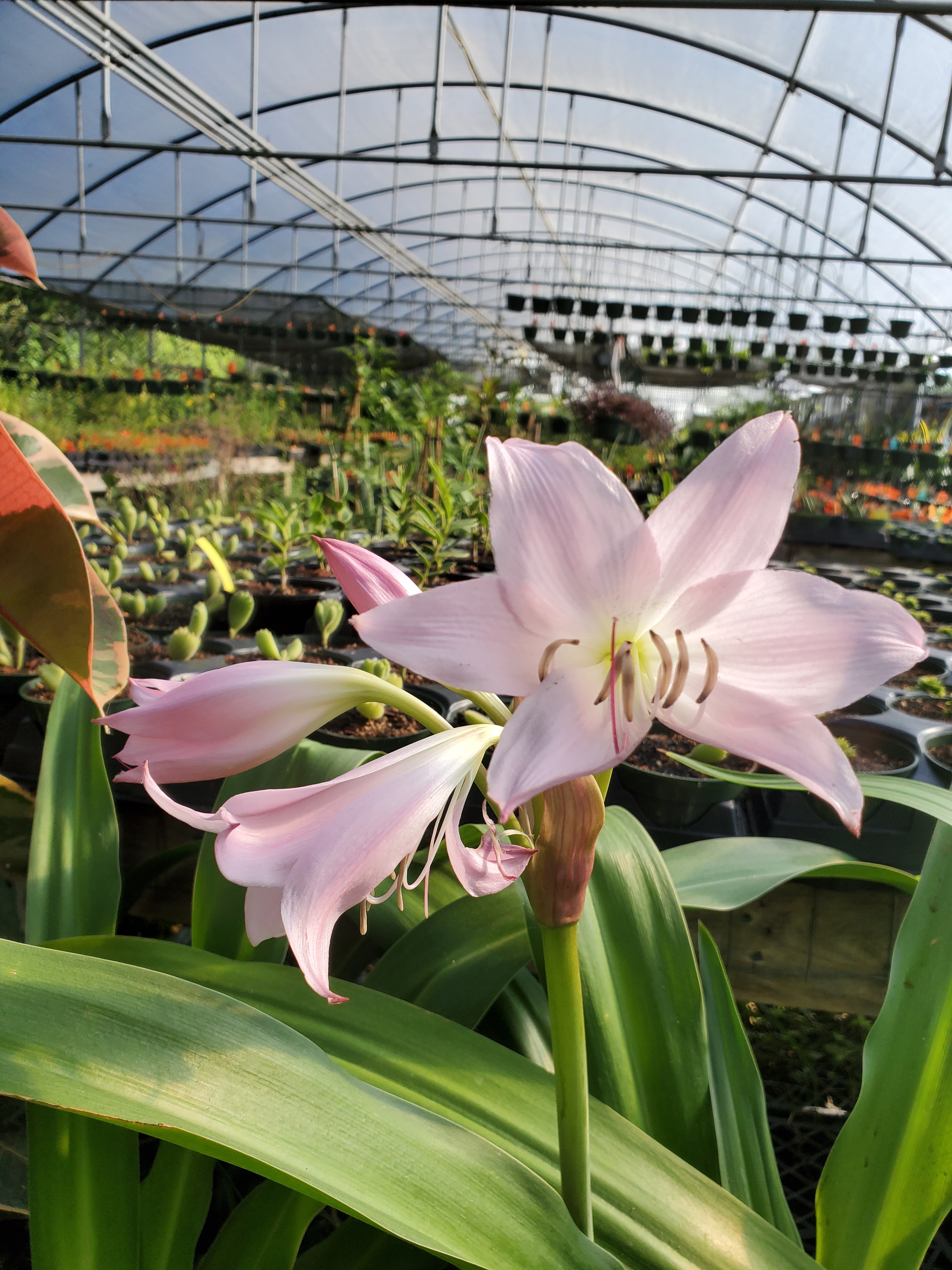 hot pink lily flower Crinum --Grandma's Pink Lily--