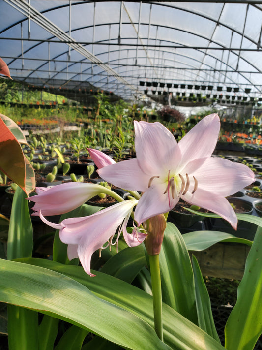 Crinum --Grandma's Pink Lily--