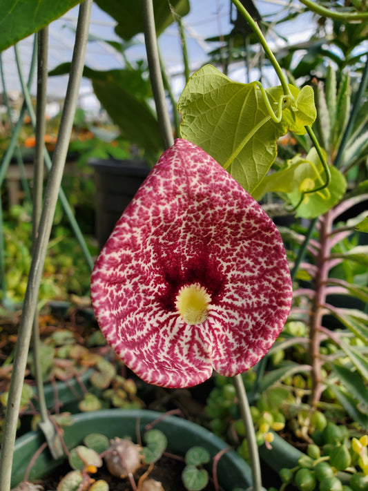 Aristolochia littoralis --Elegant Dutchman's Pipe--