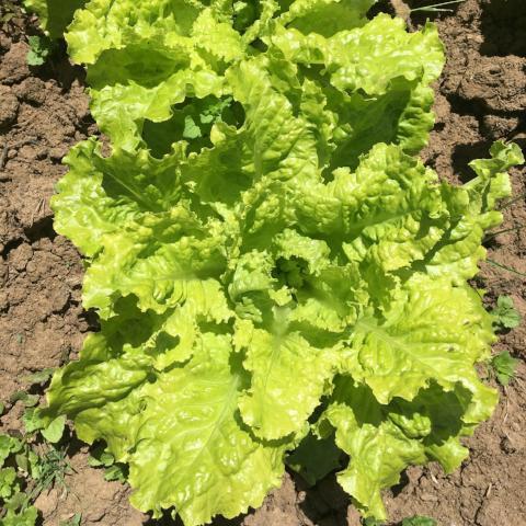 LETTUCE 'Australian Yellow'