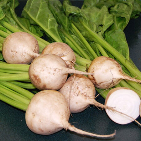BEETS 'Avalanche'