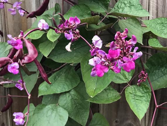 BEAN 'Red-Leaved Hyacinth'