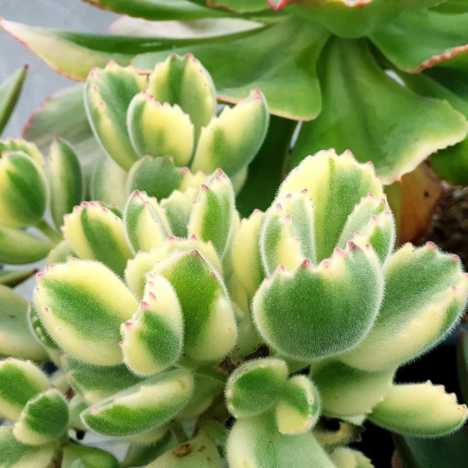 yellow bear paw succulent Cotyledon ladismithiensis --Variegated Bear's Paw--
