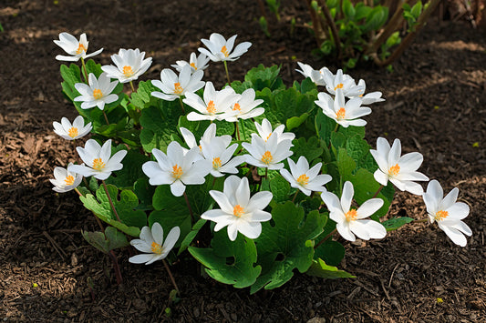 BLOODROOT --Sanguinaria canadensis--