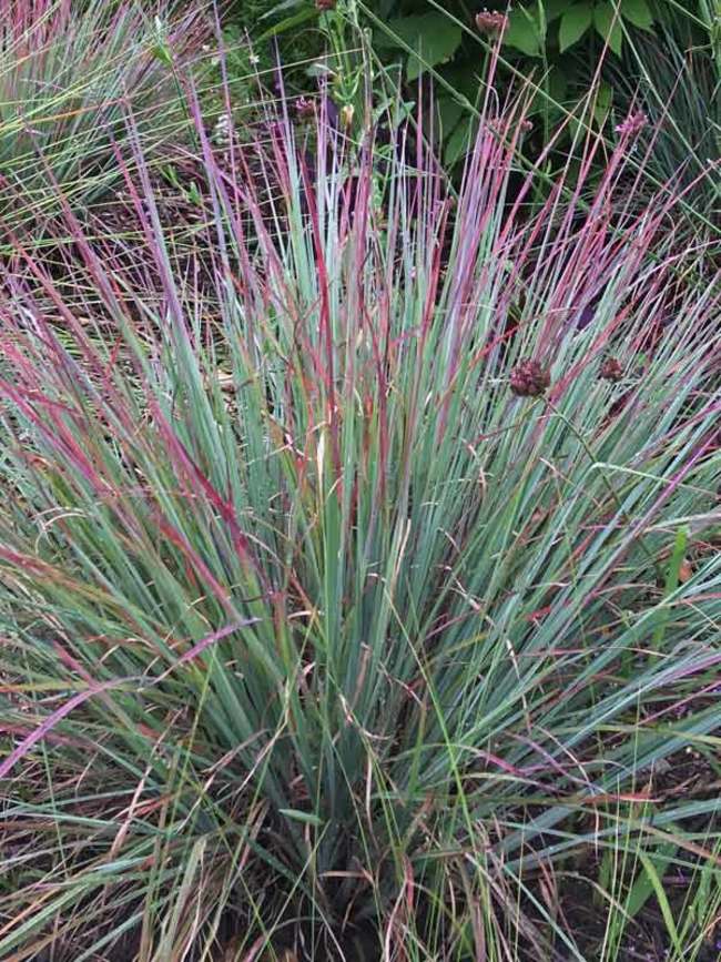 Schizachyrium Scoparium --Little Bluestem--
