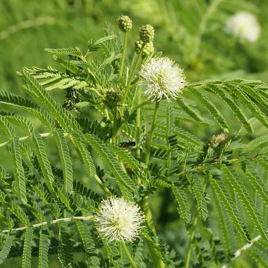 BUNDLEFLOWER --Desmanthus illinoensis--