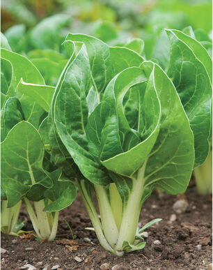CHARD 'Barese'