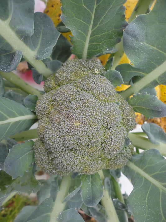 BROCCOLI 'Bay Meadows'