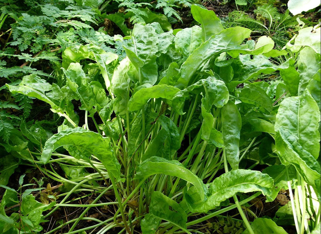 SORREL 'Belleville French' --Rumex acetosa--