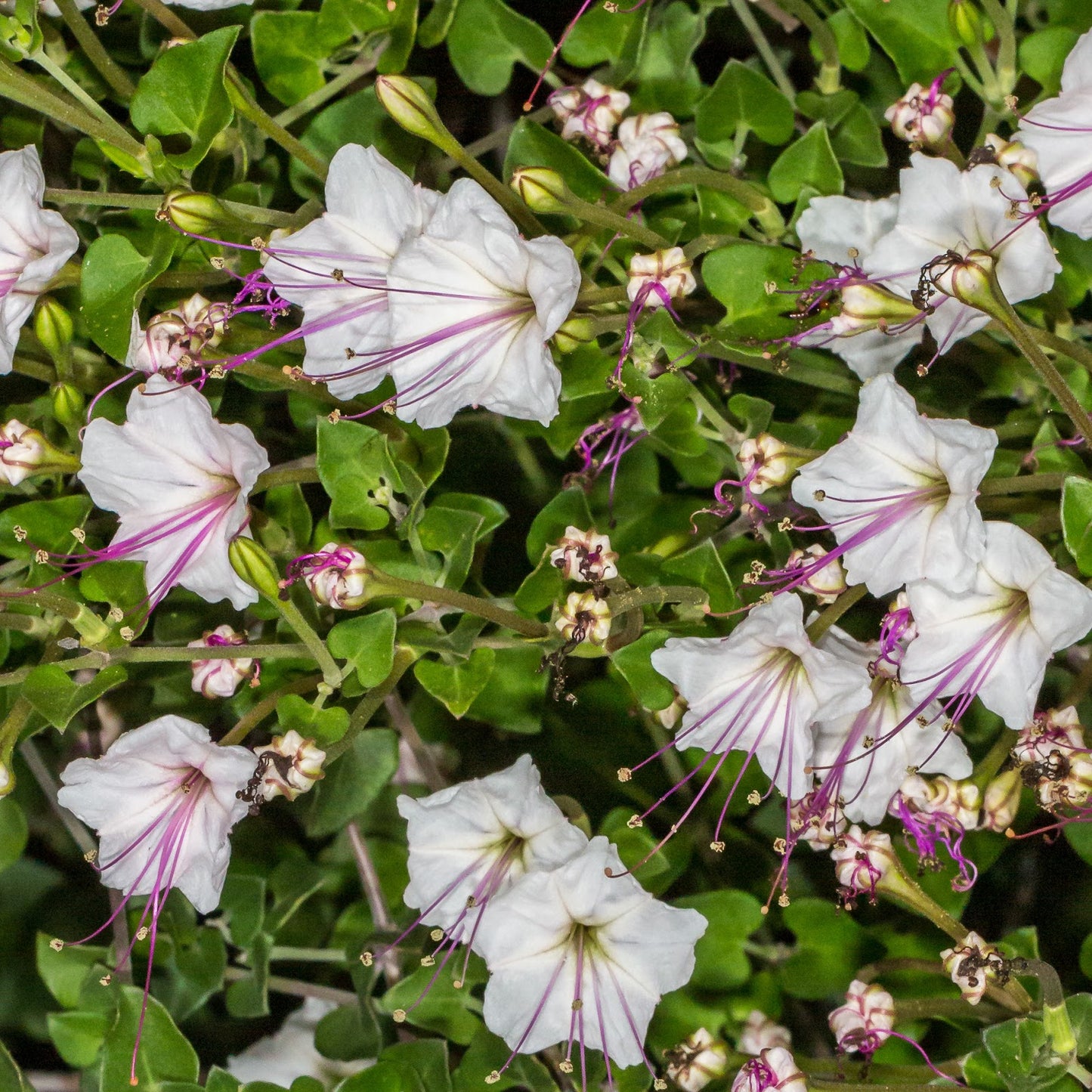 Acleisanthes obtusa 'Berlandieri' --Berlandier's Trumpets--