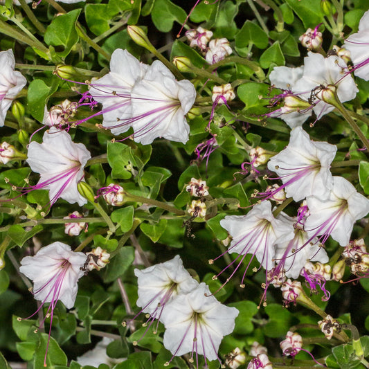 Acleisanthes obtusa 'Berlandieri' --Berlandier's Trumpets--