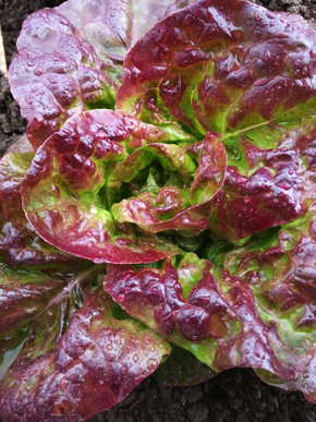 LETTUCE 'Better Devil'