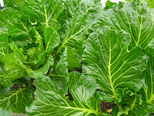 COLLARDS 'Green Glaze'