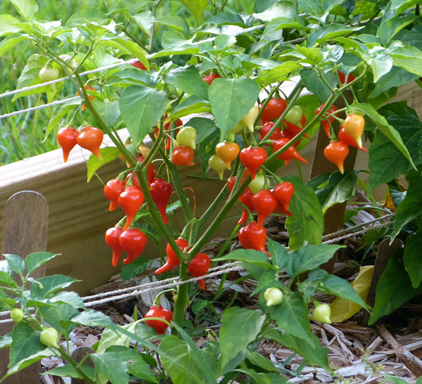 PEPPER 'Biquinho'