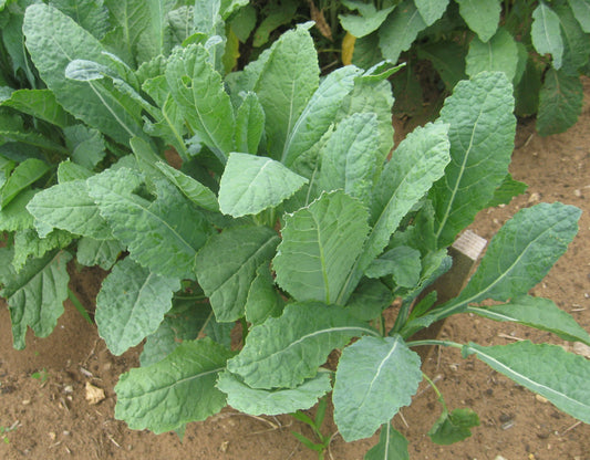 KALE 'Black Lake Dinosaur'