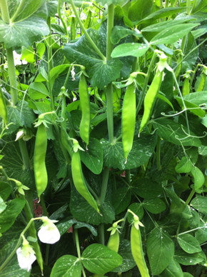 PEA 'Blizzard'
