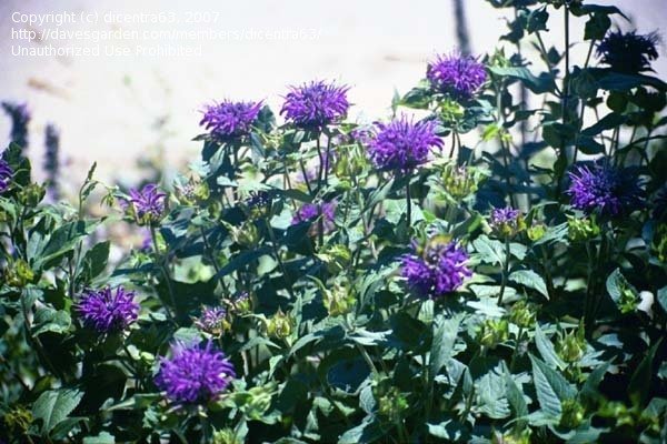 Monarda didyma --Blue Stocking Bee Balm--