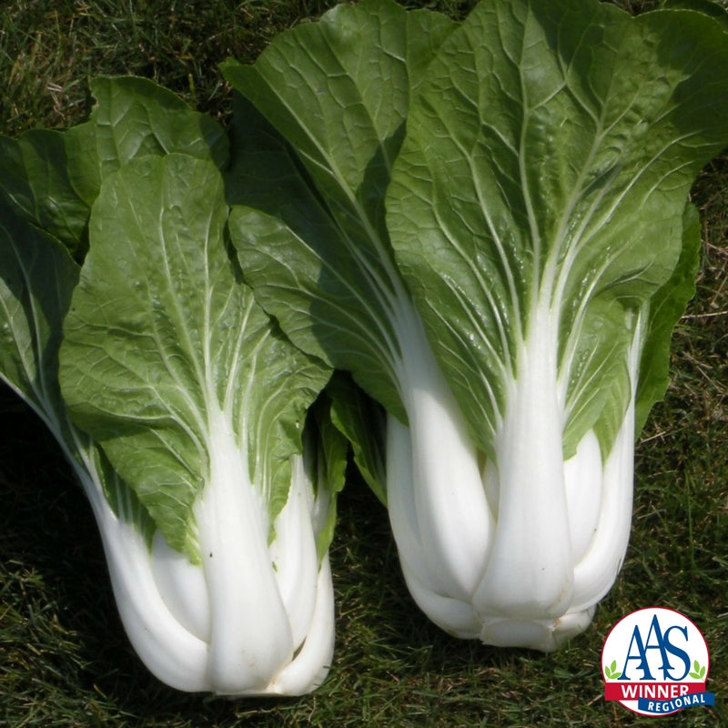 ASIAN GREENS 'Bopak Pac Choi'