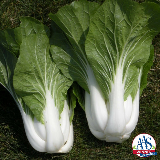 ASIAN GREENS 'Bopak Pac Choi'