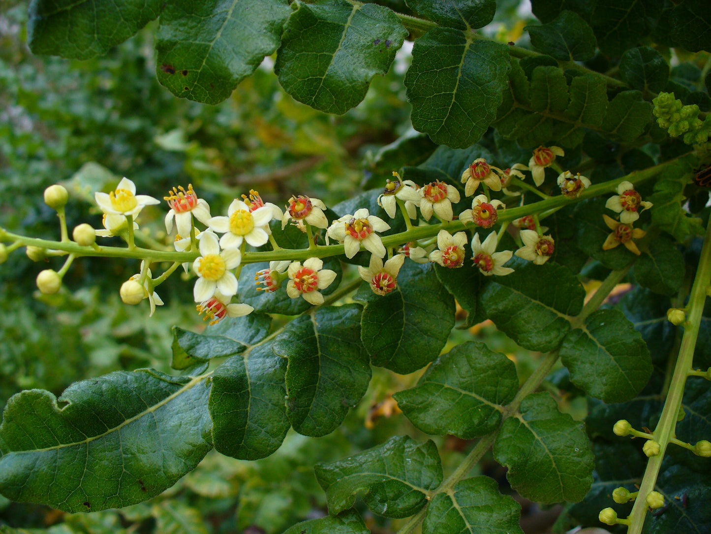 FRANKINCENSE 'True' --Boswellia sacra--