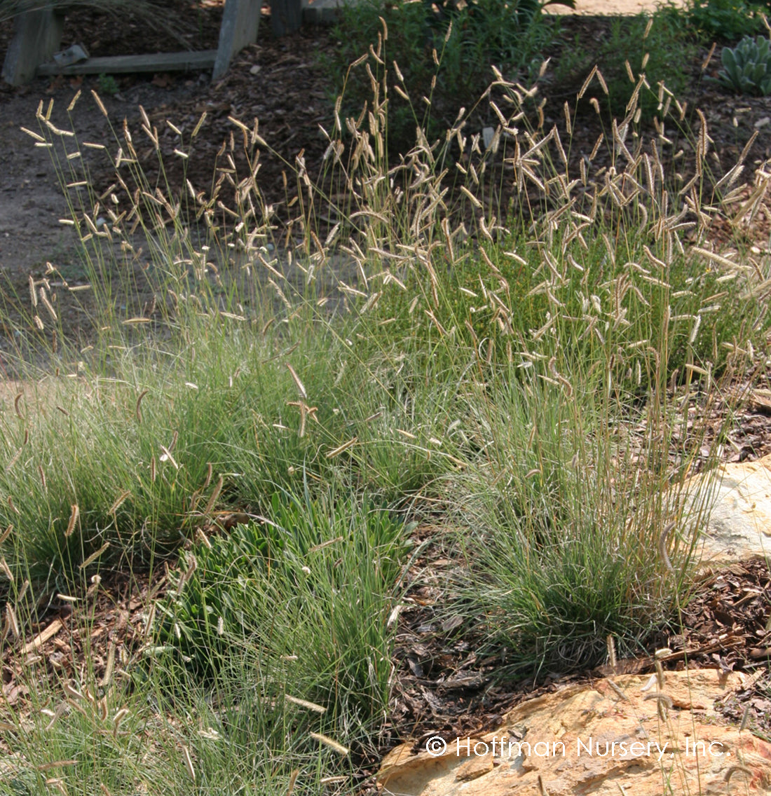 Bouteloua gracilis --Blue Grama Grass--