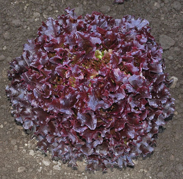 LETTUCE 'Brentwood'