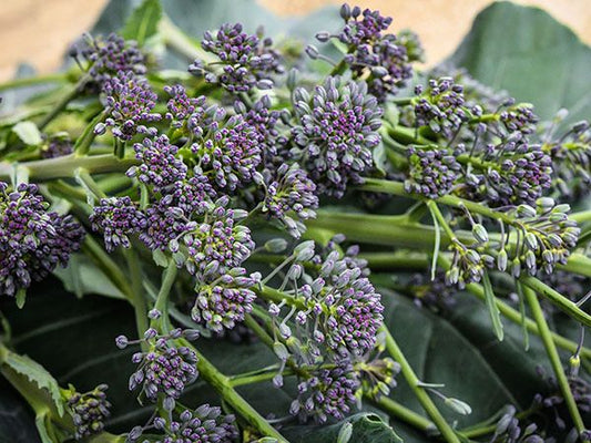 BROCCOLI 'Early Purple Sprouting'