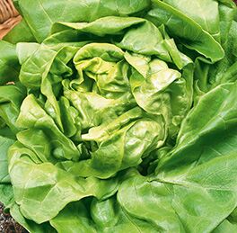 LETTUCE 'Butter King'