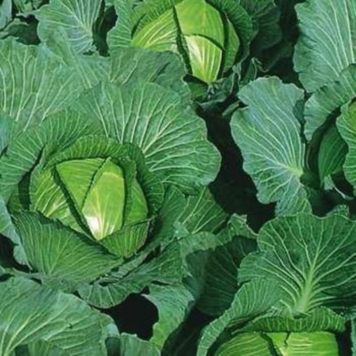 CABBAGE 'Bartolo'