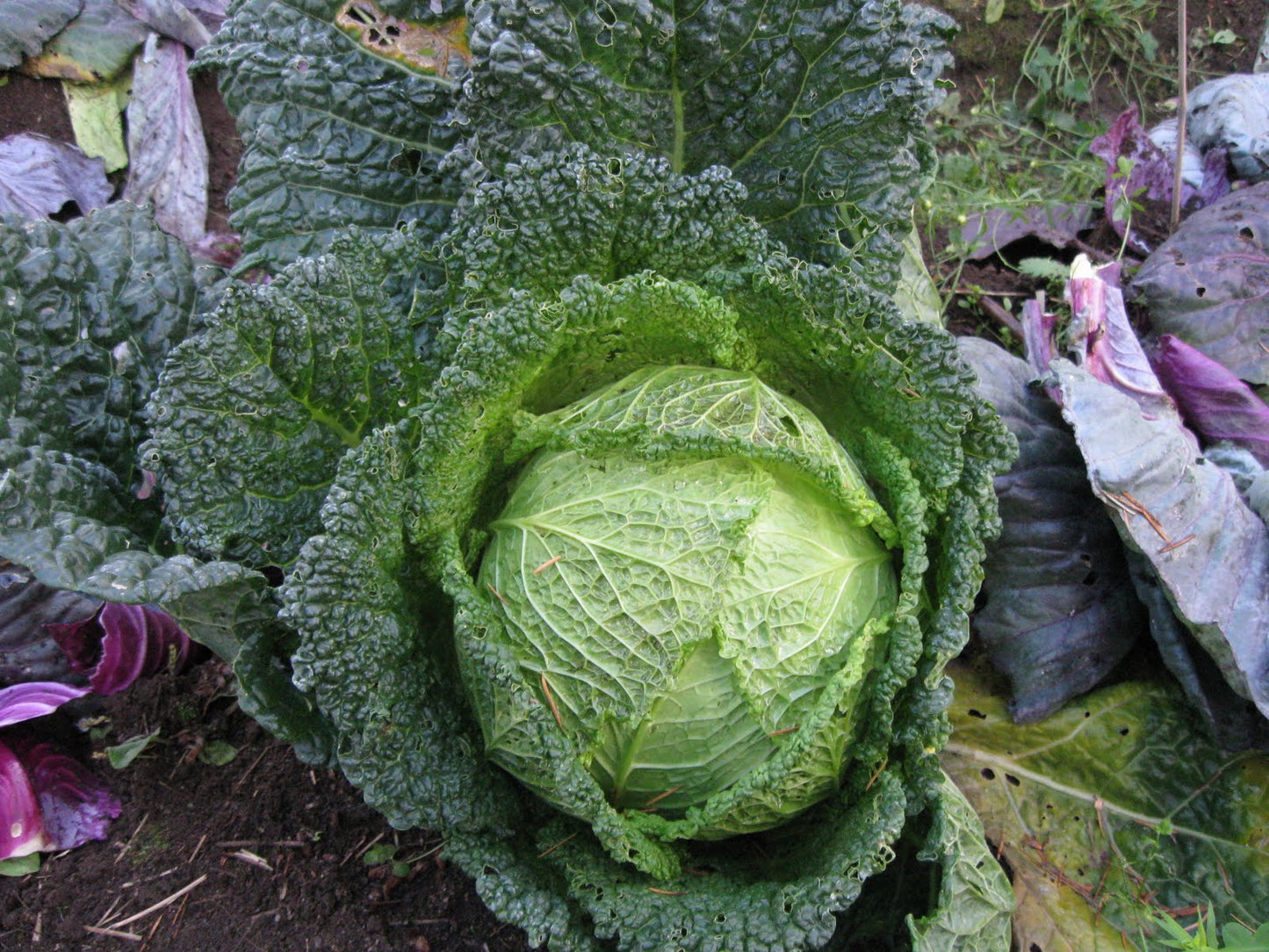 CABBAGE 'Frigga Savoy'