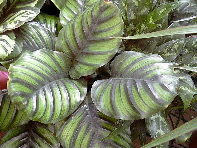 Calathea fasciata --Round-Leaved Calathea--