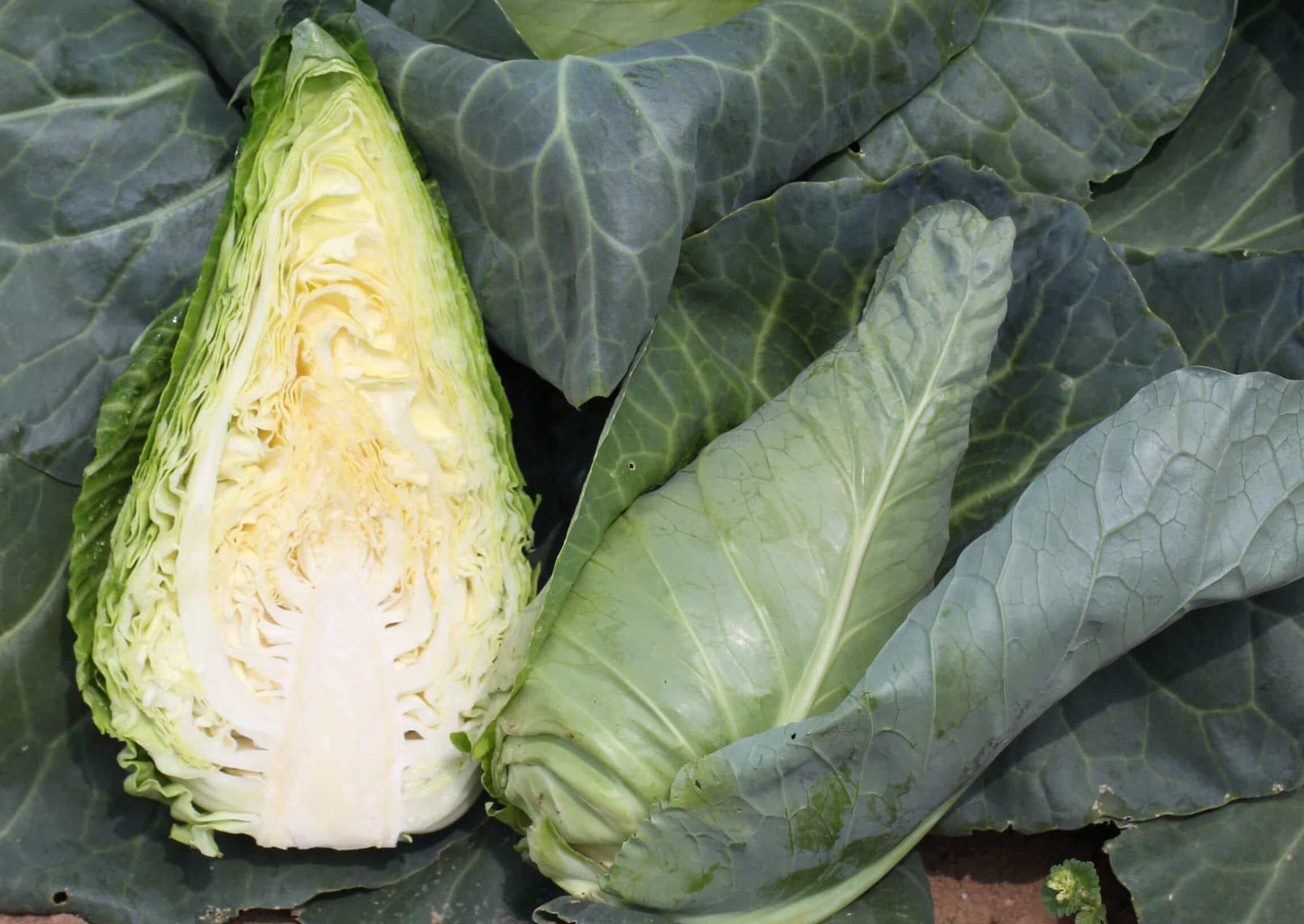 CABBAGE 'Caraflex'