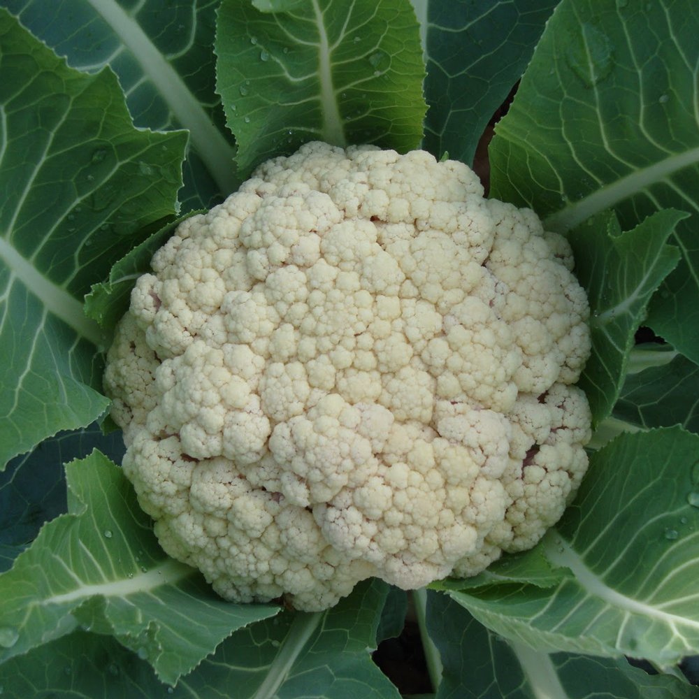 CAULIFLOWER 'Snow Crown'