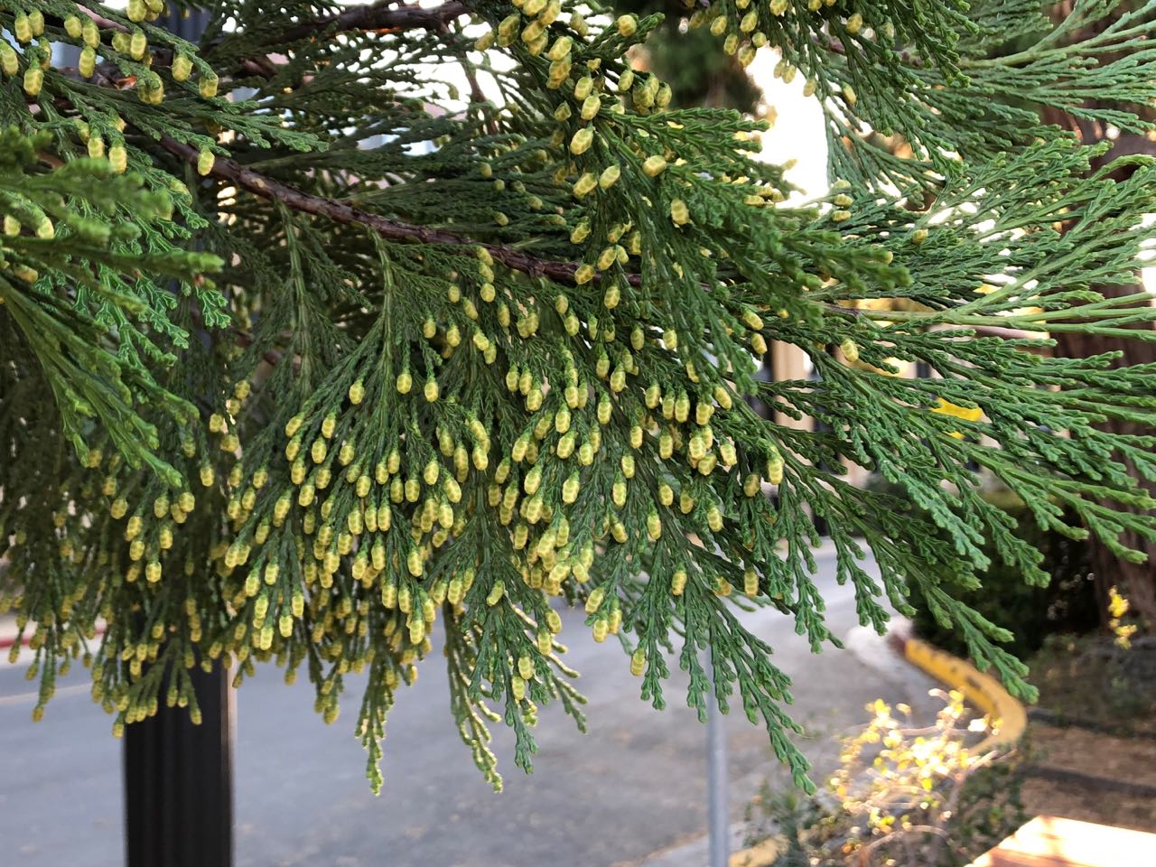 CEDAR 'Incense' --Calocedrus decurrens--